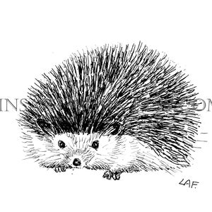 Downloadable Hedgehog print, Pen and Ink Drawing of a Hedgehog, black and white Hedgehog art, Hedgehog prints. Hedgehog drawing