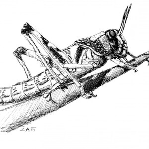 Digital Locust Print, Locust print, Grasshopper print Pen and Ink Drawing of a Locust, bug artwork, pen and ink art, insect prints