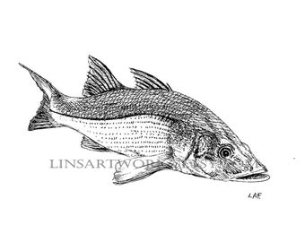 Downloadable Snook fish print,Pen and Ink Drawing of a Snook ,black and white fish art,fish art, fish prints, Snook Art. tropical fish art