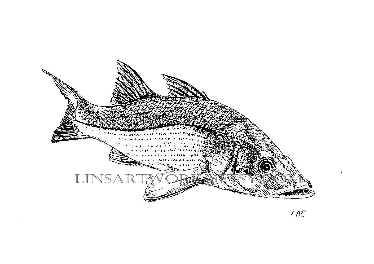 Downloadable Snook Fish Print,pen and Ink Drawing of a Snook ,black and
