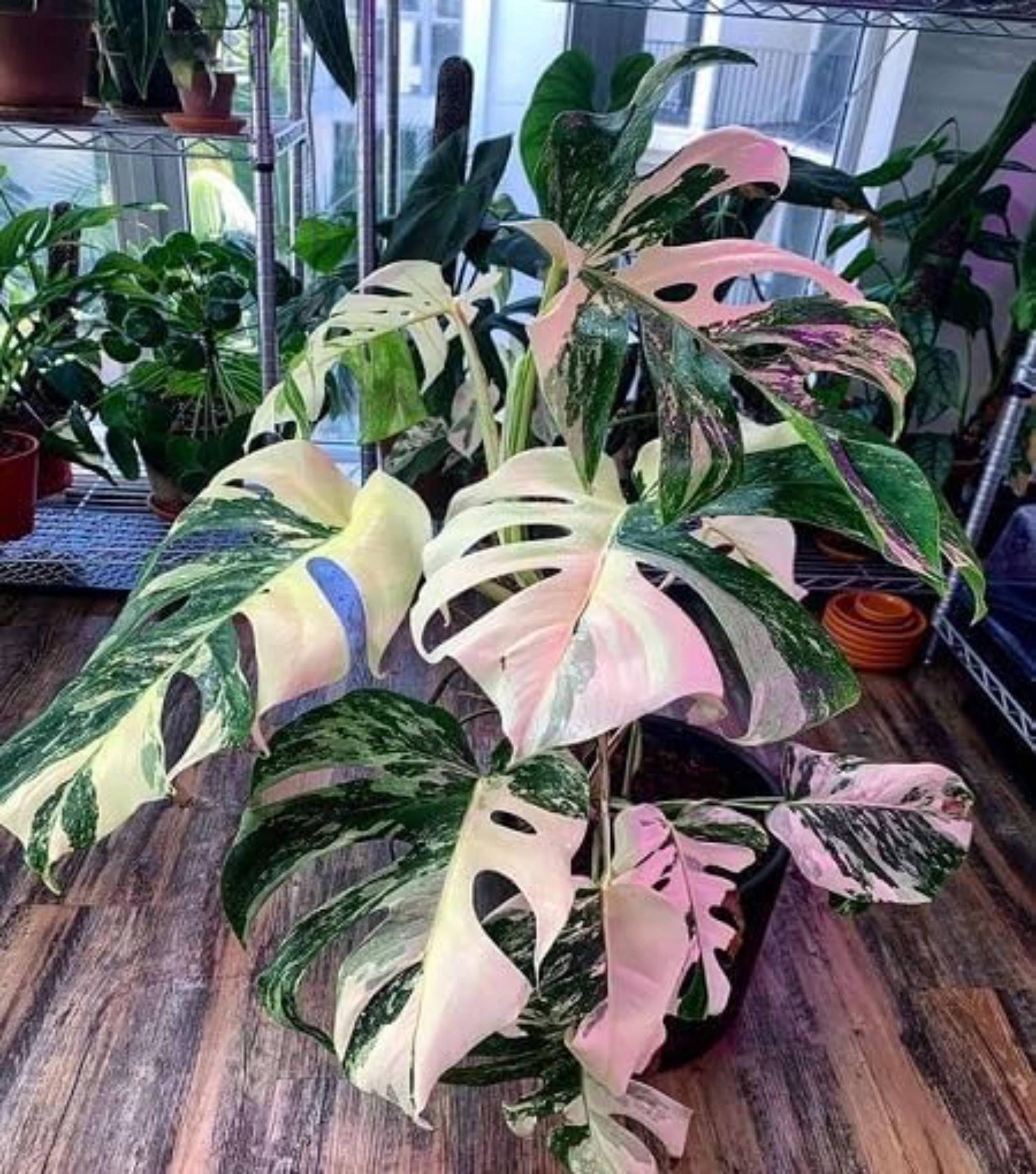 Monstera electro light - Etsy 日本