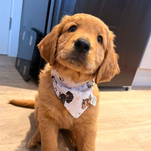 Bandana personalizada para cachorro, com estampa de rabinho fofo, acessório para pet, presente para dona de pet.