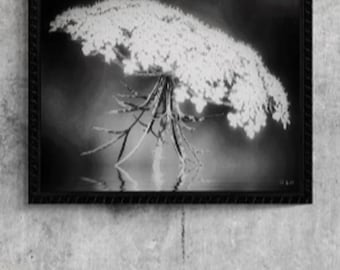 Queen Anne's Lace - Wildflower - Original Color OR BW Print Or Canvas Wrap Photograph by Ken Krolikowski - 4 Size Options - Free Shipping