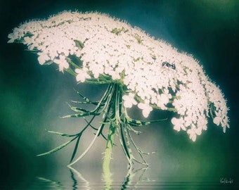 Queen Anne's Lace - Wildflower - Original Color OR BW Photograph Art Print by Ken Krolikowski - 3 Size Options - Free Shipping