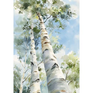 Puede incluir: Pintura a la acuarela de altos abedules con corteza blanca y gris, que se alzan hacia un cielo azul con nubes suaves. Hojas y ramas verdes son visibles en la parte superior de los árboles, creando una sensación de altura.