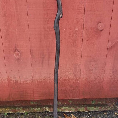 Shops Blackwood Hickory Walking Stick/Long Cane 41-1/2