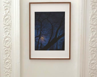 Moonlit Forest Photography Print | Mystical Woodland Landscape