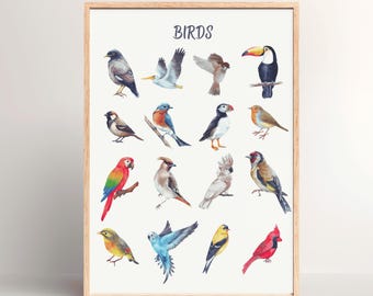 Birds Poster Printable Chart for Kids Preschool Toddler Nature Wall Art Homeschool Classroom Bedroom Vintage Decor