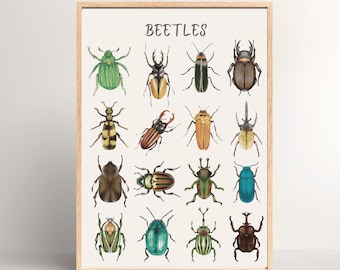 May include: A framed print featuring a collection of illustrated beetles in various colors, including green, gold, brown, and blue. The word "BEETLES" is printed at the top in a decorative font. The print is displayed in a light brown wooden frame.