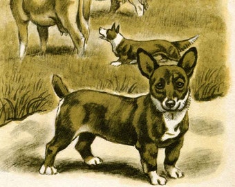 corgi dog great dane