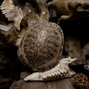 May include: A detailed still life featuring a turtle shell with a brown and tan pattern, resting on a bone structure. A frog figurine and crystals are in the background. The scene is set on a weathered wooden surface.