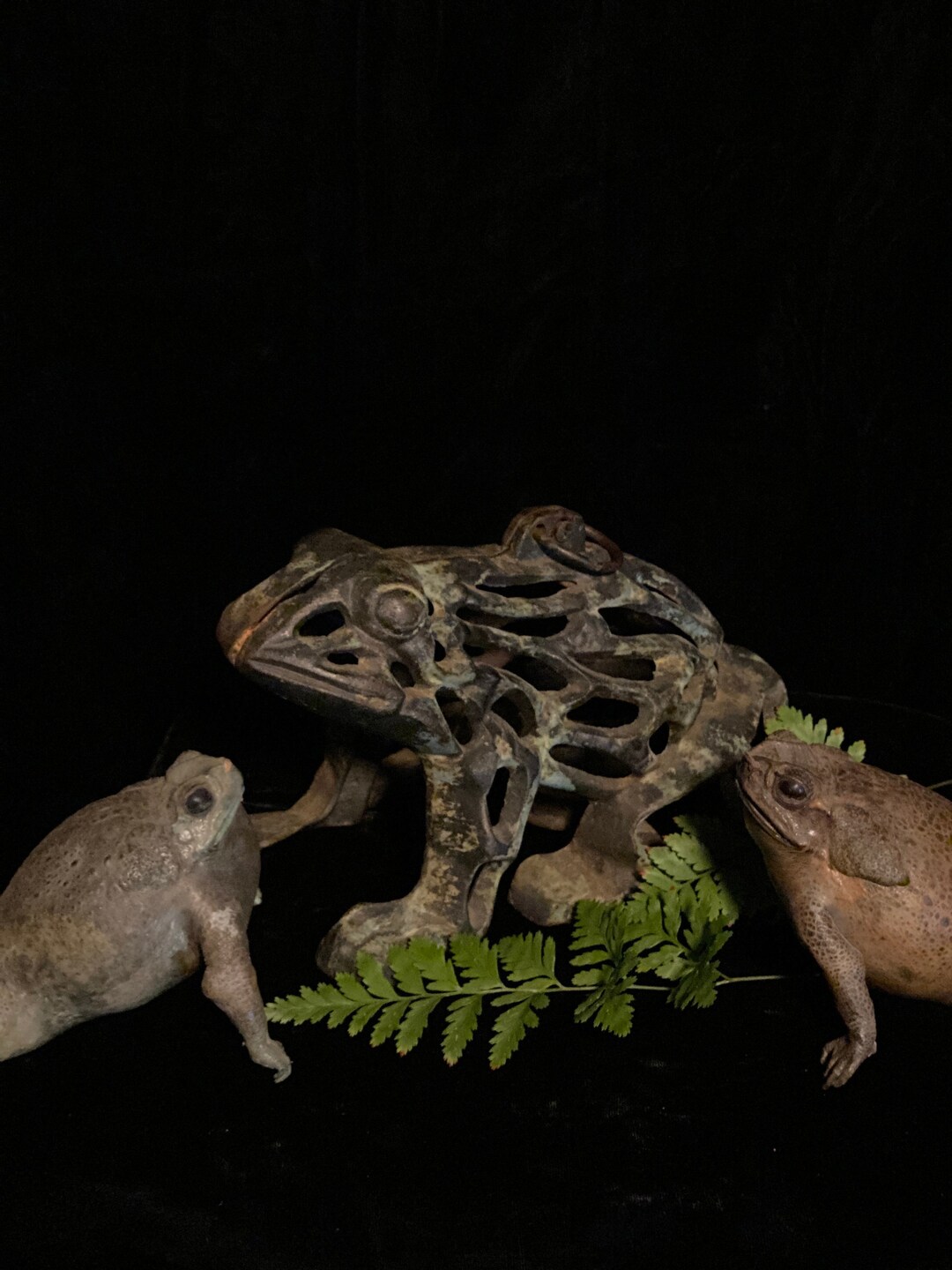 Vintage BULLFROG CANDLE LANTERN Frog Statue Garden Frog Etsy