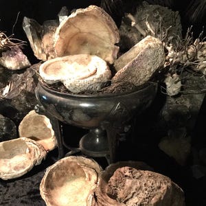 May include: A collection of various sized, beige, and brown seashells in a silver bowl. The bowl is on a black surface with a dark background.