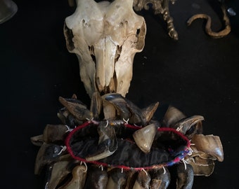 Cloven Hoof Tribal Rattle - Ethnic Curiosity Oddity Goat Hooves Ritual Gypsy Tribe Belly Dancer Hoodoo