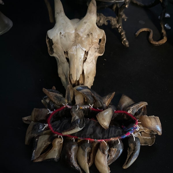 Cloven Hoof Tribal Rattle - Ethnic Curiosity Oddity Goat Hooves Ritual Gypsy Tribe Belly Dancer Hoodoo