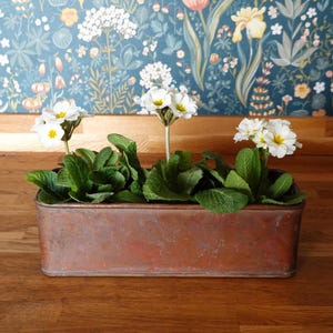 May include: A rectangular copper planter filled with green foliage and white primrose flowers. The planter sits on a wooden surface, with a floral wallpaper background. The flowers have yellow centres.