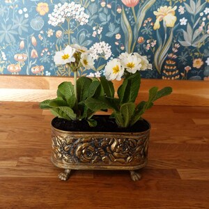 May include: An antique-style brass planter, rectangular with floral relief, containing primroses with white and yellow blooms. The planter, supported by small feet, is a decorative container for the flowering plants.