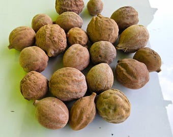 Fruta Baheda Orgánica (Terminalia Bellirica) / Hierba Ayurvédica Bibhitaki / Ingrediente Triphala / Desintoxicación Natural y Apoyo Respiratorio / Ex a Granel