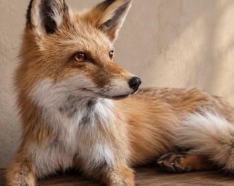 Red Fox Taxidermy, Real Fox Specimen for Natural History Decor