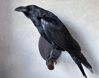 Puede incluir: Un cuervo disecado de plumas negras brillantes posado sobre un soporte de madera fijado a una placa de pared ovalada de color marrón oscuro. El ave está colocada de perfil, mirando hacia la izquierda, con el pico y las garras bien visibles.