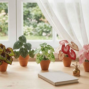 May include: An assortment of potted plants with various leaf shapes and colors, including green, red, and pink, are arranged on a wooden surface. A small brass mister and a closed book are also present. The plants are in terracotta pots.