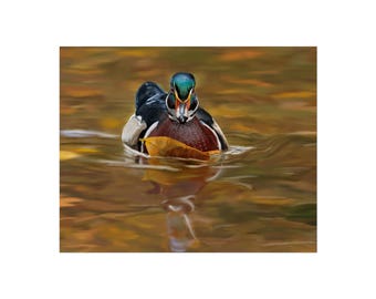 Wood Duck Fine Art Poster | Original Wildlife Artwork | Waterfowl Wall Decor | Duck Hunter Gift | Matte Giclée Print | Nature Home Art