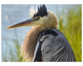 Fine Art Print Great Blue Heron Portrait – Wildlife Giclée Archival Artwork , Coastal Bird Photography, Nature Wall Art