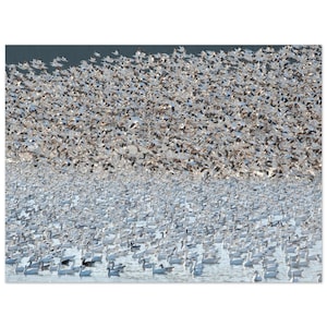 May include: A photograph captures a vast flock of snow geese in flight, filling the upper portion of the frame. Below, a large number of geese float on the water. The birds' white plumage contrasts with the dark water and sky.