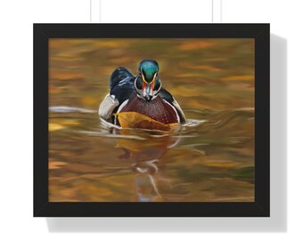 Wood Duck Framed Wall Art / Autumn Waterfowl Print / Wildlife Painting for Cabin or Home / Duck Hunter Gift / Nature Decor Poster