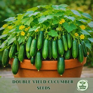 May include: A terracotta pot overflowing with a cucumber plant, laden with green cucumbers. The plant has large green leaves and small yellow flowers. The text "DOUBLE YIELD CUCUMBER SEEDS" is at the bottom of the image, along with a logo.