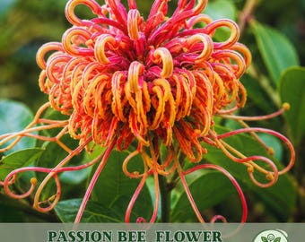 May include: A vibrant flower with numerous curled, thread-like petals in shades of bright red and orange. The bloom features a dense, spherical center with radiating, looping tendrils. Text at the bottom reads PASSION BEE FLOWER SEEDS.
