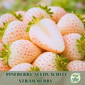 May include: Close-up of several white pineberries with red seeds and green leaves. One berry is cut in half, revealing the white flesh. The text "PINEBERRY SEEDS WHITE STRAWBERRY" is at the bottom of the image.