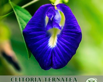 Blue Butterfly Pea Seeds | 25 Clitoria Ternatea Seeds | Asian Pigeonwings Tropical Flower