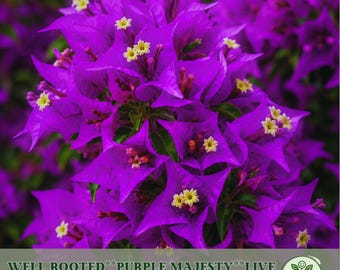 Purple Majesty Bougainvillea Live Starter Plant – Rare Rooted Plug USA
