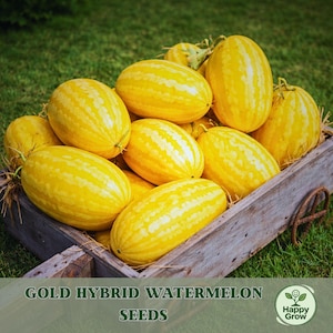May include: A wooden cart filled with several yellow Gold Hybrid watermelons. The watermelons have a striped pattern and are resting on a bed of straw. The text "GOLD HYBRID WATERMELON SEEDS" is displayed at the bottom of the image.