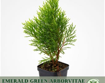 Thuja Occidentalis 'reidii Columnaris' - Arborvitae - Live Plant - Quart  Pot Size - Etsy