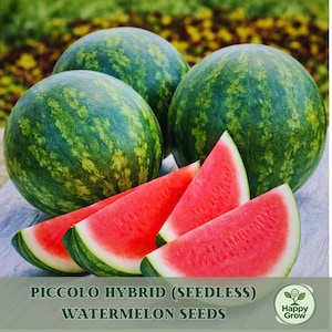 May include: Four watermelons, three whole and three slices, are displayed. The whole watermelons have a green rind with darker green streaks. The watermelon slices are bright red with a white rind. The text "PICCOLO HYBRID (SEEDLESS) WATERMELON SEEDS" is at the bottom.