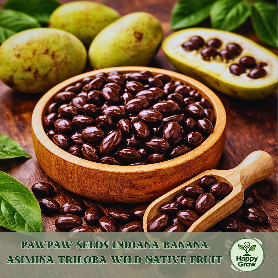 10 Pawpaw Tree Seeds – Native American Fruit Tree Stratified (asimina ...