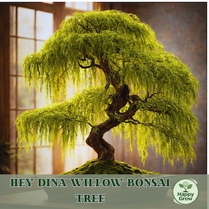 May include: A lush green willow bonsai tree with cascading foliage. The tree has a twisted, brown trunk and is planted in a dark pot. The text "HEY DINA WILLOW BONSAI TREE" is displayed at the bottom of the image.
