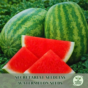 May include: Image of whole and sliced watermelons. The watermelons have green and yellow striped rinds. The cut slices reveal bright red flesh with white rinds. The text "SECRETARIAT SEEDLESS WATERMELON SEEDS" is at the bottom.