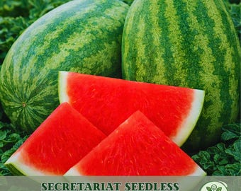 50+ Secretariat Seedless Watermelon Seeds – Extra Sweet Red Flesh | High Yield | USA