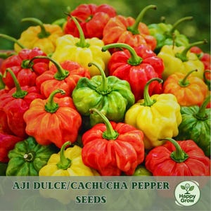 May include: A close-up of a pile of Aji Dulce/Cachucha peppers in various colors, including red, yellow, orange, and green. The peppers have a unique, ribbed shape and green stems. The text "AJI DULCE/CACHUCA PEPPER SEEDS" is displayed.