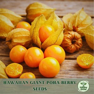 May include: Close-up of Hawaiian Giant Poha Berry seeds. The image features several bright orange berries, some whole and some halved, surrounded by their papery husks. The text "Hawaiian Giant Poha Berry Seeds" is at the bottom.