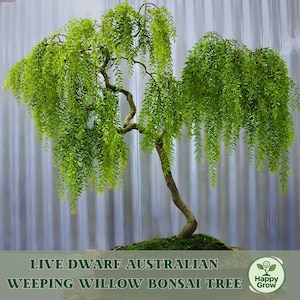 May include: A live dwarf Australian weeping willow bonsai tree with a curved brown trunk and cascading bright green foliage. The text "LIVE DWARF AUSTRALIAN WEEPING WILLOW BONSAI TREE" and a "Happy Grow" logo are visible at the bottom.
