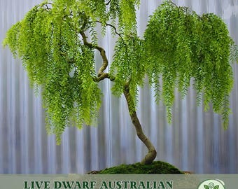 Live Dwarf Australian Weeping Willow Bonsai Tree – Thick Trunk Fast Growing Cutting