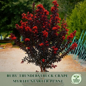May include: A Ruby Thunderstruck Crape Myrtle starter plant with vibrant red blooms and dark foliage. The plant is in a black pot and is surrounded by green foliage. The text "Ruby Thunderstruck Crape Myrtle Starter Plant" is at the bottom of the image.