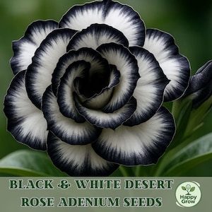 May include: Close-up of a Desert Rose Adenium flower with black edges and white petals. The flower is in full bloom, with a dark center and a green background. The text "BLACK & WHITE DESERT ROSE ADENIUM SEEDS" is at the bottom.