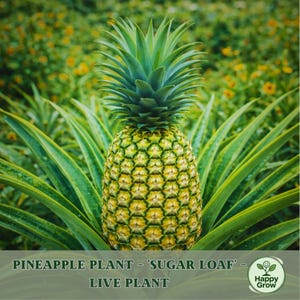May include: A close-up of a pineapple plant, 'Sugar Loaf' variety, with a yellow and green fruit and long, green leaves. The image includes the text 'Pineapple Plant - Sugar Loaf - Live Plant' and a logo.