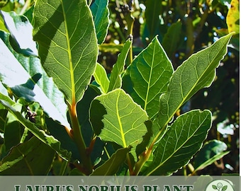 Live Bay Laurel Plant – Laurus Nobilis Sweet Bay
