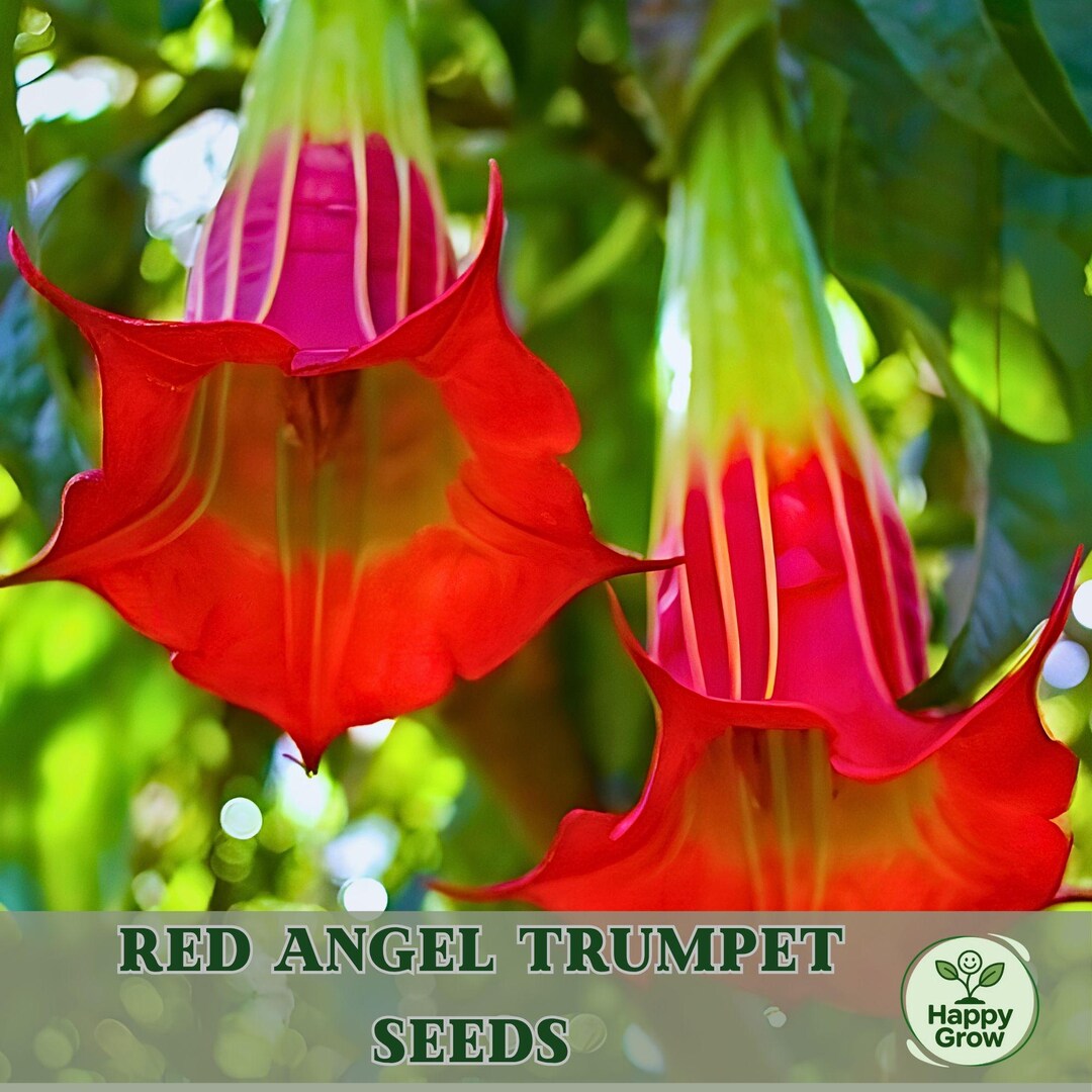 Candy Red Angel Trumpet Seeds | 20 Brugmansia Datura Flower Seeds ...